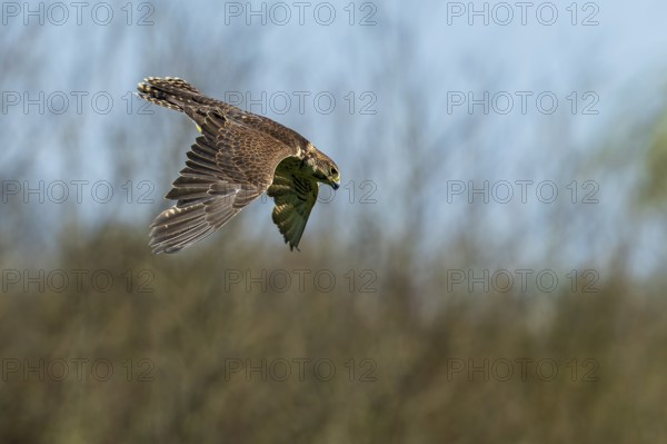 A bird of prey in flight against a blurred background with trees and blue sky, Saker falcon, (Falco