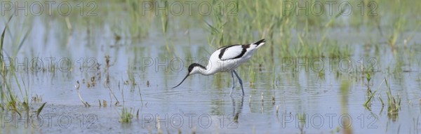 Avocet (Recurvirostra avosetta), adult wader feeding in the shallow water of the lake shore zone,