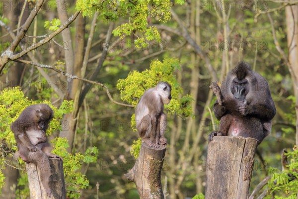 Three Drills (Mandrillus leucophaeus), a male and two females, sit high up on the three stumps of a