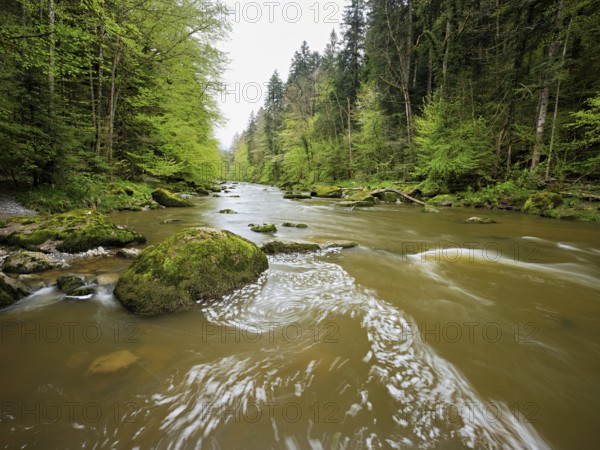 European beech trees shedding leaves, in the foreground moss-covered stones on the river Sihl,