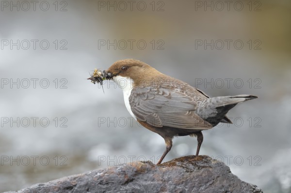 White-throated Dipper (Cinclus cinclus) on a stone on the bank of a river, with caddis fly larvae