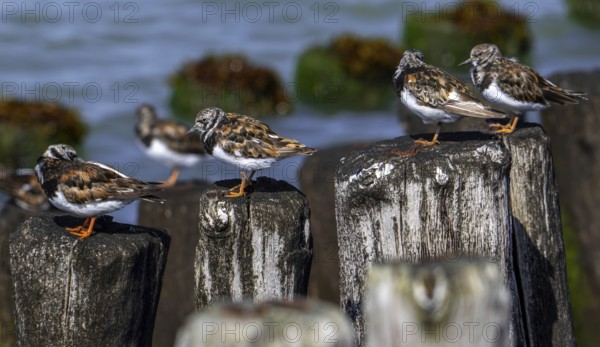 Ruddy turnstones (Arenaria interpres) in breeding plumage resting on wooden breakwater used as high
