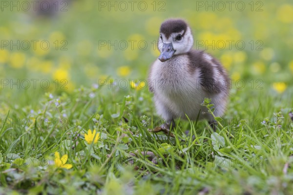 Chicks of the Nile Goose (Alopochen aegyptiaca) freshly hatched, park in spring with spring flowers