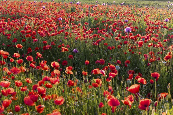 Single flowers of the blue poppy (Papaver somniferum), in a field with corn poppy (Papaver rhoeas),