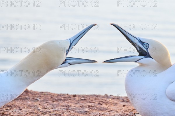 Northern gannet (Morus bassanus) arguing with each other on the ground at sunset with the sea in