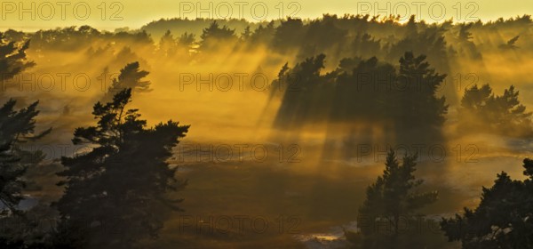 Pine forest and sand dunes covered in morning mist at Darsser Ort, Mecklenburg-Western Pomerania,