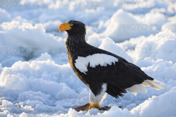 Steller's Sea Eagle (Haliaeetus pelagicus) on snow, Hokkaido, Japan, Asia
