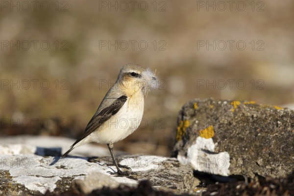 Northern Wheatear (Oenanthe oenanthe) female with nesting material in its beak, Smaland, Sweden,