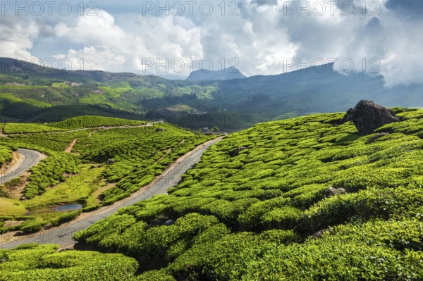 Kerala India travel background, road in green tea plantations in mountains in Munnar, Kerala,