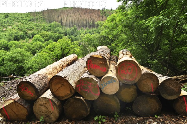 Forest damage in the Sauerland region has caused about 40 % of the spruce stand, especially in