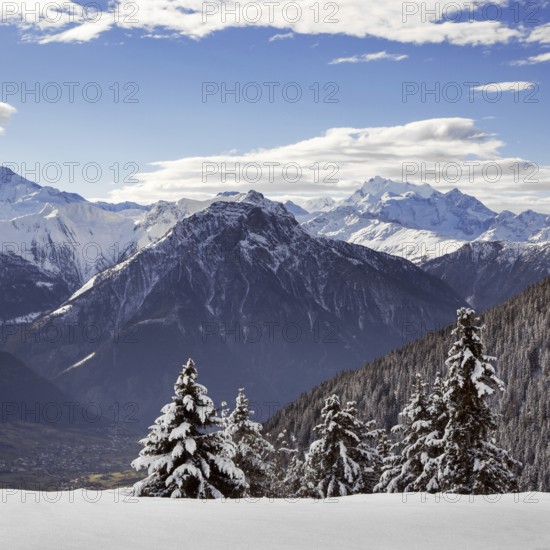 Snow covered spruce trees and Alpine mountains in winter in the Swiss Alps at Wallis, Valais,