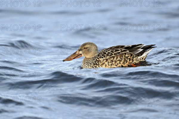 Northern shoveler (Spatula clypeata) (Syn.: Anas clypeata), female swimming on Lake Zug,