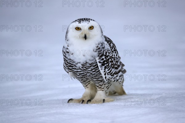 Snowy owl (Nyctea scandiaca), snowy owl, adult, alert, in the snow, foraging, in winter, Bohemian
