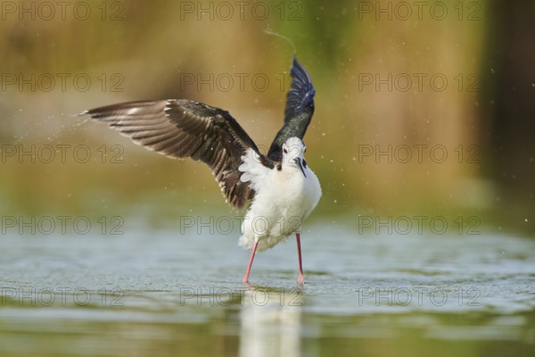 Black-winged stilt (Himantopus himantopus) standing in the water cleaning ists feathers, Camargue,