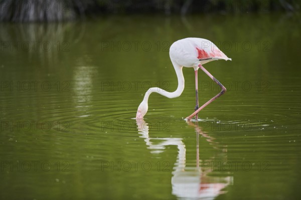Greater Flamingo (Phoenicopterus roseus) walking in the water, Parc Naturel Regional de Camargue,