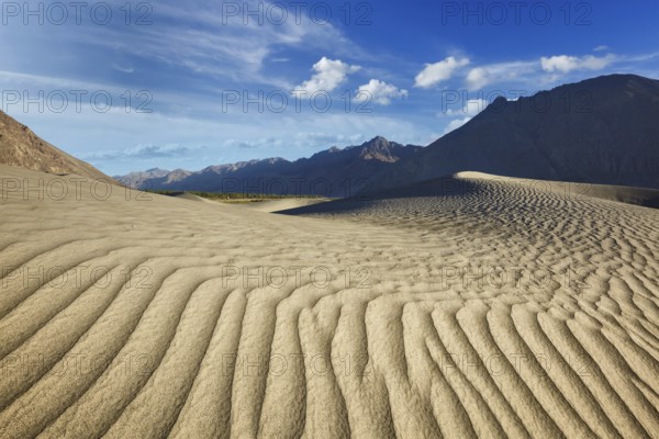 Sand dunes in Nubra valley in Himalayas. Hunder, Nubra valley, Ladakh