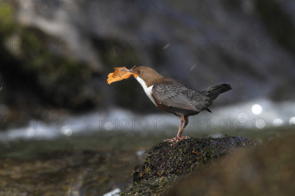 White-throated Dipper (Cinclus cinclus) with nesting material in its beak on mossy stones on the
