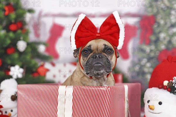 French Bulldog dog in Christmas gift box between many boxes next to Christmas tree