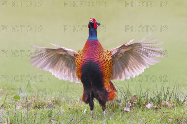 Pheasant, hunting pheasant (Phasianus colchicus), adult male bird flapping its wings in a meadow,