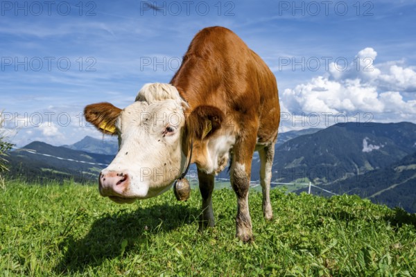 Calf (Bos primigenius taurus), cow with bell on an alpine meadow, Simmental cattle, Hochbrixen,