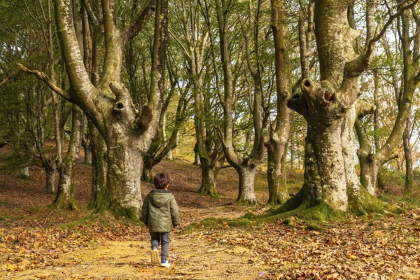 Child running and having fun in the beech forest on the Urdaburu mountain in Errenteria at sunset,