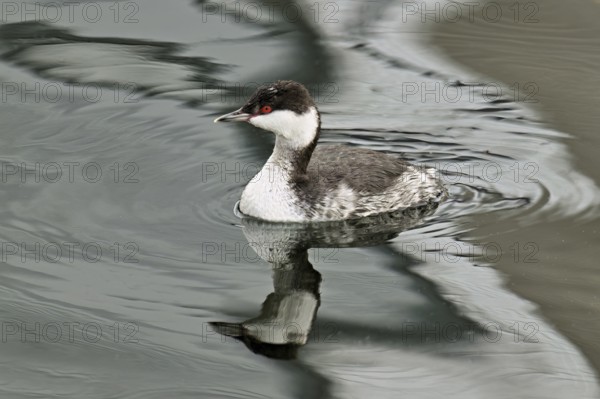 Slavonian Grebe (Podiceps auritus), adult, in adult plumage, winter plumage, swimming in Lake Zug,
