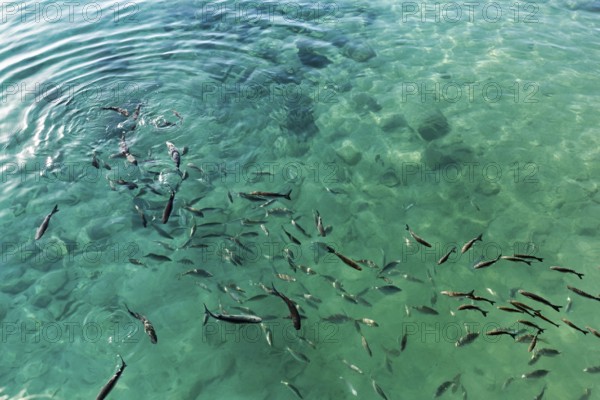 School of fish on the water surface, harbour, Caleta del Sebo, La Graciosa island, Chinijo