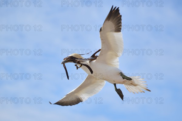 Northern gannet (Morus bassanus) flying in the sky with rivet material in the beak, wildlife,