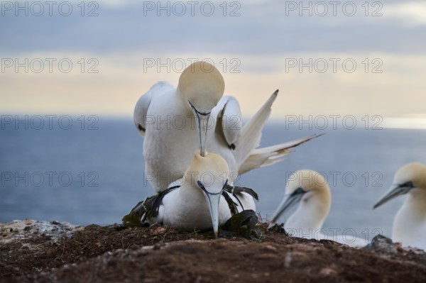 Northern gannet (Morus bassanus) couple having a love game on the cliff, wildlife, Helgoland,