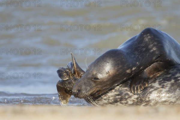 Grey seal (Halichoerus grypus) two adult animals in love courting on a beach, England, United