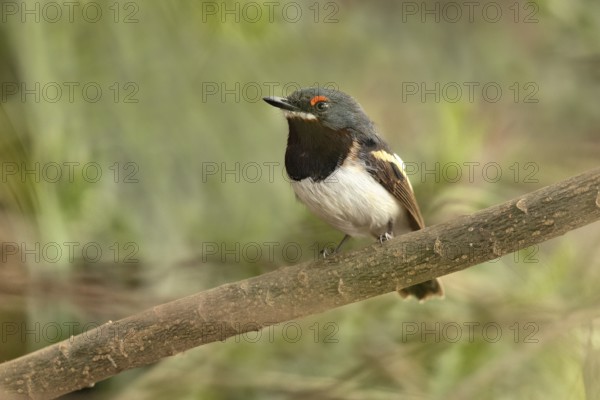 Brown-throated Wattle-eye (Platysteira cyanea) female perched on a branch, Lake Hawassa, Ethiopia,