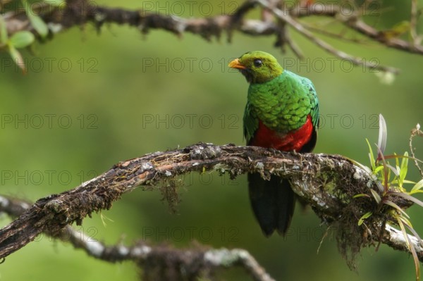 Golden-headed Quetzal (Pharomachrus auriceps) perched on a branch in the Andes Mountains of