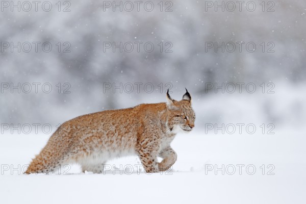 Eurasian Lynx walking, wild cat in the forest with snow. Wildlife scene from winter nature. Cute