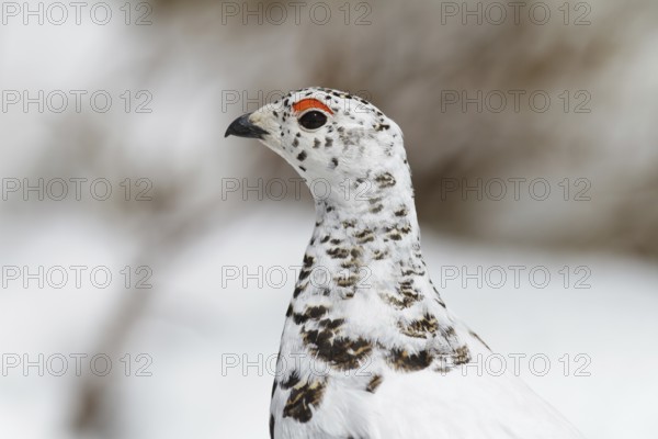 White-tailed Ptarmigan (Lagopus leucura), California, USA, North America