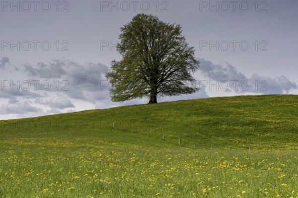 European beech (Fagus sylvatica) in spring, solitary tree near Rieden am Forggensee, Ostallgäu,