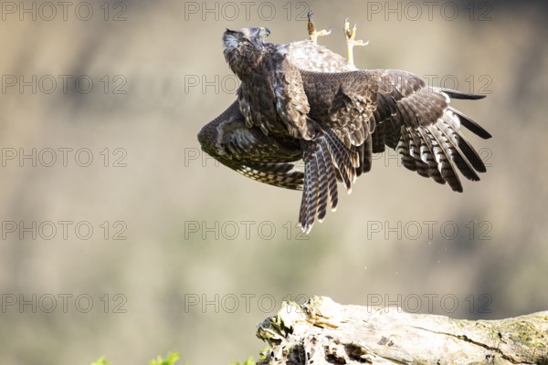 Common buzzard (Buteo buteo) Germany