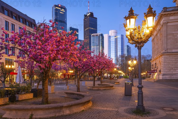 The ornamental cherries on Opernplatz in Frankfurt am Main, near the Alte Oper, are in full bloom