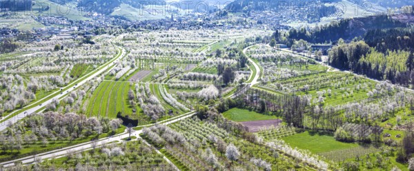 Spring near Sasbach in the Achertal in the Ortenau district. Orchards in bloom.Sasbach,
