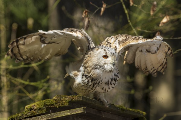 Owl with spread wings on a moss-covered branch in the forest, Siberian Eagle Owl (Bubo