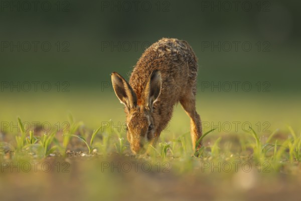 European brown hare (Lepus europaeus) adult animal feeding in a farmland maize field in summer,