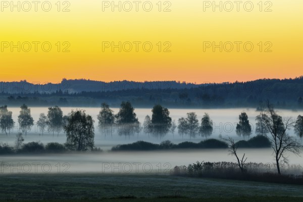 Early morning fog over the moor, birch (Betula), birch family (Betulaceae), dawn, fog, Pfrungen,