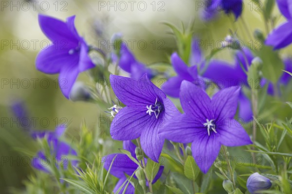 Close-up of the large balloon flower (Platycodon grandiflorus), the bright colours create a fresh