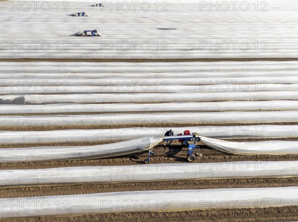 DefaultAsparagus harvest on the Lower Rhine, near Wesel, asparagus field under thermo foil, for