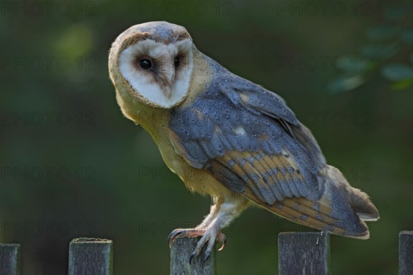 Barn owl sitting on wooden fence with dark green background, bird in habitat, Czech republic,
