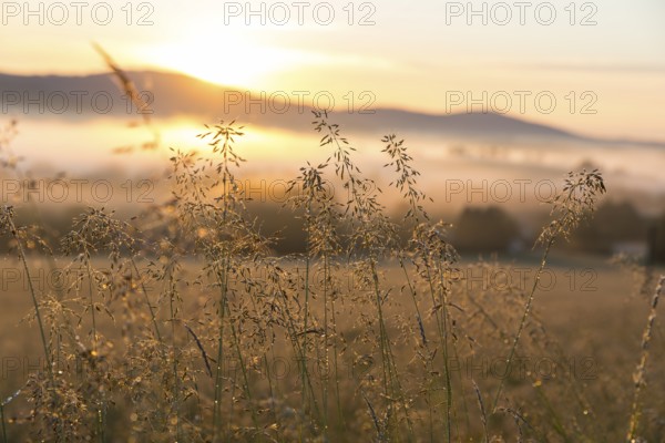 Grass panicles shining in the morning sun, Upper Lusatian mountains with fog in the morning light,