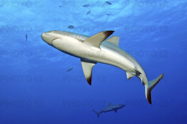 Underwater photo of Grey reef shark (Carcharhinus amblyrhynchos) swimming close to viewer through