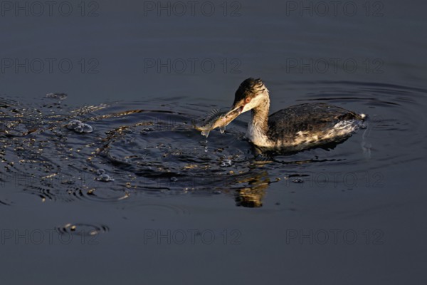 Slavonian grebe (Podiceps auritus), adult, in a white plumage, winter plumage, swimming with a fish