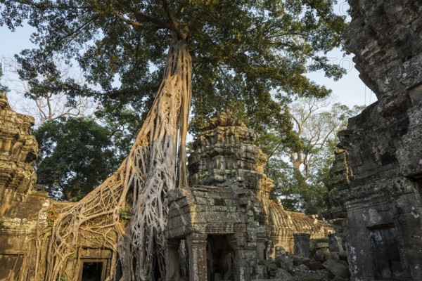 Ta Prohm, Angkor Wat, Angkor, UNESCO World Heritage Site, Siem Reap, Cambodia, Indochina, Southeast