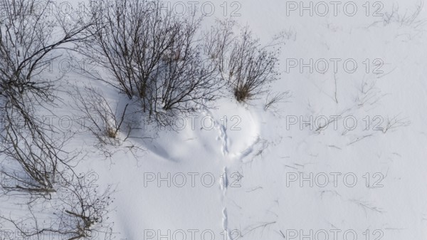 Beaver lodge covered with snow in winter. Wolf prints on the lodge. Region of La Mauricie. Province