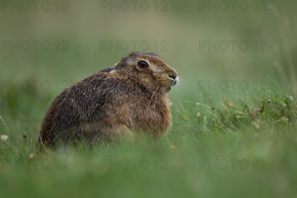 European brown hare (Lepus europaeus) adult animal resting in grassland soaking wet during a rain